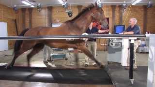 Horse on a treadmill Maryland Game  Virginia Tech [upl. by Lyall214]