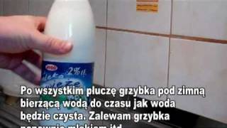 Kefir  grzybek tybetański jak hodować [upl. by Mendez]