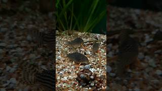 Itenez Sterbai Corydoras [upl. by Atteuqram121]