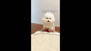 Cute Dog Baby dog cute puppy barking4kviralshorts [upl. by Folly586]