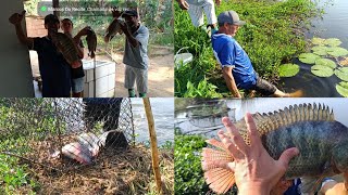 PESCARIA DE PEIXES GIGANTES NA MÃE LAGOA [upl. by Alecram]