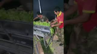 Farmers sorting tobacco leaves [upl. by Godiva]