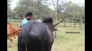 Raja Nataraj Kangayam cattle farm [upl. by Ylerebmik574]