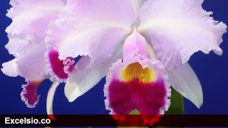 La Flor Nacional de Colombia  Cattleya Trianae [upl. by Lanni]