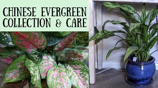 Aglaonema Chinese Evergreen Care amp Collection [upl. by Zetnauq59]