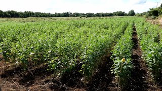 INTA Capacita a Productores para Aumentar la Productividad del Cultivo de Ajonjolí 🌱💪 [upl. by Ardeahp680]