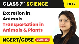 Excretion in Animals  Transportation in Animals and Plants  Class 7 Science Ch 7  CBSE 202425 [upl. by Nojed]