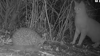 Hedgehog  Cat vs Hedgehog [upl. by Heydon]