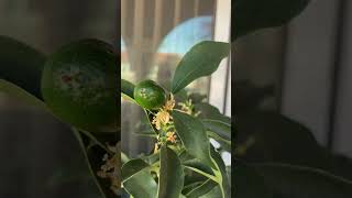 Lead to Kumquat Nagami Matthew 69  13 IMGGardening [upl. by Genni]