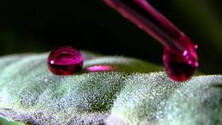 Droplets sliding on the leaf of Pistia stratiotes [upl. by Demott]