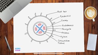 How To Draw The Dicot Root Structure [upl. by Silohcin762]