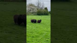 Two amazing Scottish sheepdogs [upl. by Eglantine]