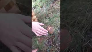 mushroom boletus boletusedulis ceps music [upl. by Sinnylg]