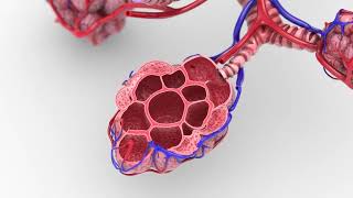 The Role of Type 2 Inflammation in COPD and Potential Clinical Implications of Targeted Treatment [upl. by Blader]