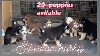 Import line Siberian husky puppies for sale siberianhusky husky doglover [upl. by Jaworski]