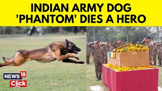 quotOur True Heroquot Army Dog Phantom Dies In AntiTerror Op In Jammu And Kashmir  JampK News  N18V [upl. by Eddana]