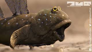 Will Robot Spy Mudskipper Be Competition For The Real Male Mudskippers [upl. by Cassilda]