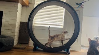 Morning cat wheel running practice [upl. by Nyl]