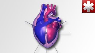 ECG Interpretation Introduction [upl. by Akinwahs]