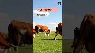 Cow Facts shorts pets facts cow [upl. by Hyps449]