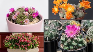 15 Variedades De Cactus con Flores más increíbles 😍 [upl. by Odelia]