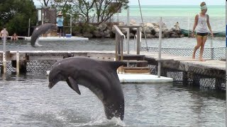 Dolphin Dance Party  Dolphin Research Center  March 17 2021 [upl. by Anilesor392]