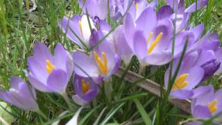 Spring Crocus  Krókus  Dvergliljur  Vorblóm  Garðyrkja [upl. by Anyt]