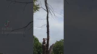 Crazy tree work MUST WATCH [upl. by Emanuel876]