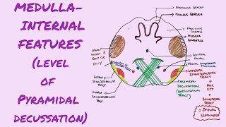 Cross section of Medulla level of pyrimadal motor decussation  Internal features of Medulla [upl. by Ylicic381]