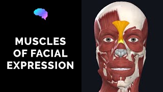 Muscles of Facial Expression 3D Anatomy Tutorial  UKMLA  CPSA [upl. by Erbma]