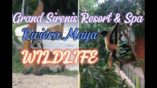 Grand Sirenis Riviera Maya Resort Wildlife TravelWorldExperiences [upl. by Muna]