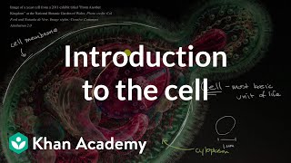 Introduction to the cell  Cells  High school biology  Khan Academy [upl. by Calica316]