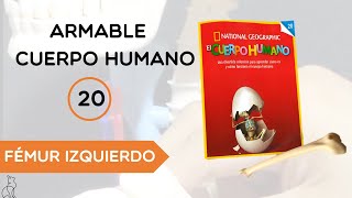 Coleccionable  Cuerpo Humano 20  fémur izquierdo💀 [upl. by Tallou]