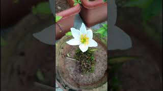 Zephyranthes candida Amaryllidaceae family  nature forestflower trending forests gardenflora [upl. by Ayidan]