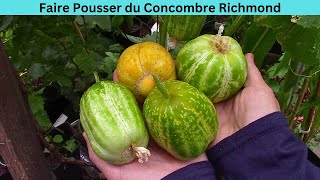 Faire Pousser le Concombre Pomme Verte Richmond  Growing Richmond Green Apple Cucumber [upl. by Nodla]