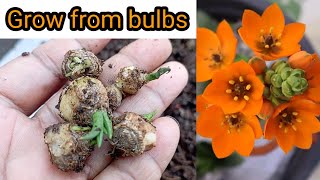 Grow ornithogalum plant from bulbgrow star of bethlehem bulbRewatisgarden [upl. by Origra]