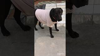 Pakad lete to bahaut pelte labralovers dogowner petowner doglover funnydog comedy [upl. by Enileuqaj]