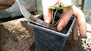 How to grow cyclamen from seed part 3 [upl. by Htiderem]