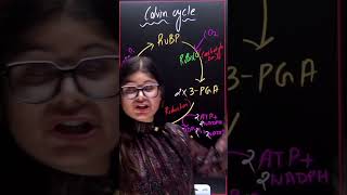 Calvin Cycle  Biology  shorts exam [upl. by Elinor]