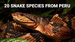 Snakes in Peru 20 species from the Amazon and deserts venomous bushmaster anaconda and more [upl. by Lynn532]