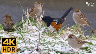 Cat TV for Cats to Watch 😺 Birds in the Snow Spectacular Chatty Squirrels 🐿 8 Hours 4K HDR [upl. by Ahsirkal]