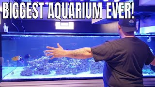 MY BIGGEST MARINE AQUARIUM EVER [upl. by Aitnohs]