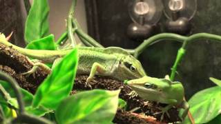 Male amp Female Anole quotThe Introductionquot [upl. by Mariam629]