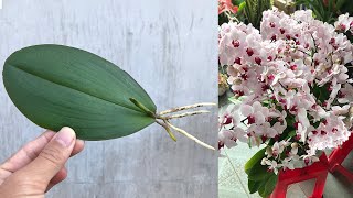 How to propagate Orchidaceae from leaves simply at home [upl. by Enyaht695]