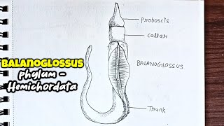 Balanoglossus diagram Classification of animals Phylum Hemichordata how to Draw balanoglossus [upl. by Annayt383]