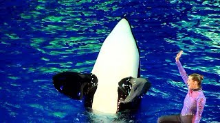 SeaWorld Orlando  Shamu Rocks [upl. by Irelav]