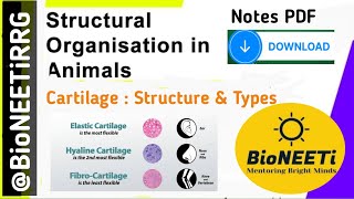 Specialised Connective Tissue 4  Cartilage Structural Organisation In Animals NEET Biology NCERT [upl. by Hgielyak]