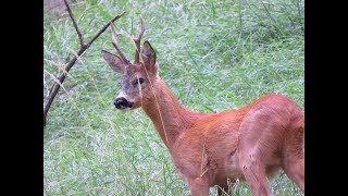 Il CAPRIOLO un amico delle nostre foreste [upl. by Thay]