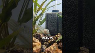 How I made a Planted Tank for Dwarf Snakehead fish shorts [upl. by Aserahs]