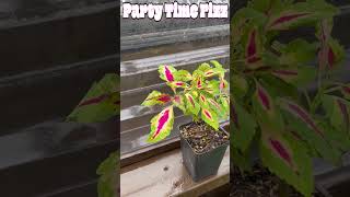 You Can Grow Coleus As An Indoor Plant shorts [upl. by Notseh]